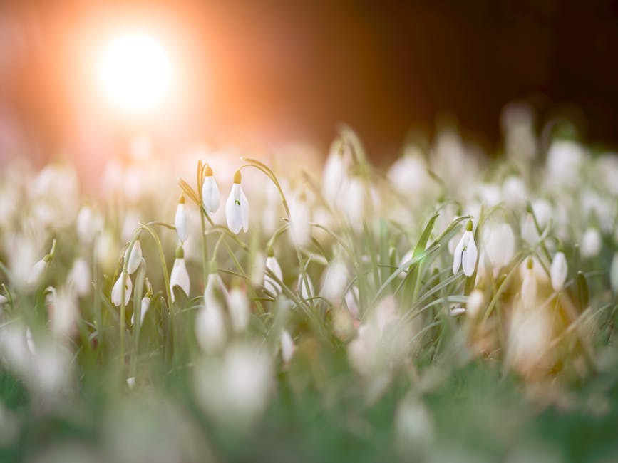 A serene field of snowdrops with the warm glow of sunrise, capturing the essence of spring in nature.